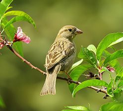 animal bird